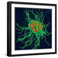 Coloured TEM of Salmonella Bacteria-Dr. Linda Stannard-Framed Premium Photographic Print