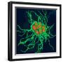 Coloured TEM of Salmonella Bacteria-Dr. Linda Stannard-Framed Premium Photographic Print