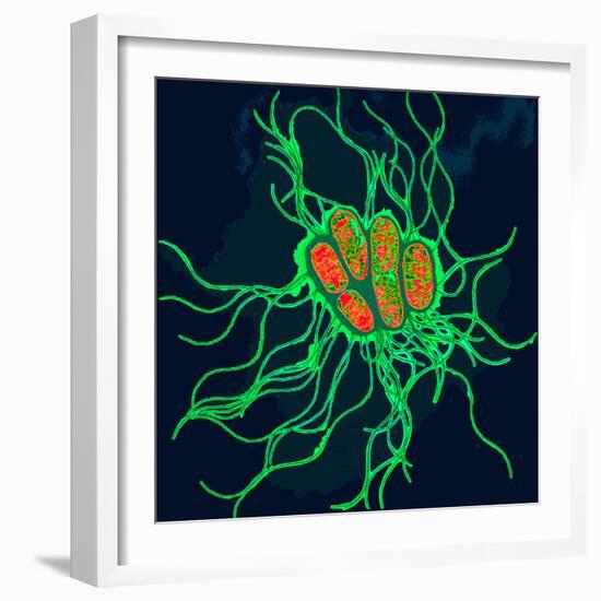 Coloured TEM of Salmonella Bacteria-Dr. Linda Stannard-Framed Premium Photographic Print