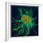 Coloured TEM of Salmonella Bacteria-Dr. Linda Stannard-Framed Premium Photographic Print