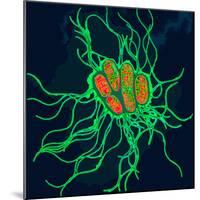 Coloured TEM of Salmonella Bacteria-Dr. Linda Stannard-Mounted Premium Photographic Print