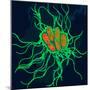 Coloured TEM of Salmonella Bacteria-Dr. Linda Stannard-Mounted Premium Photographic Print