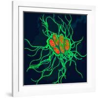 Coloured TEM of Salmonella Bacteria-Dr. Linda Stannard-Framed Photographic Print