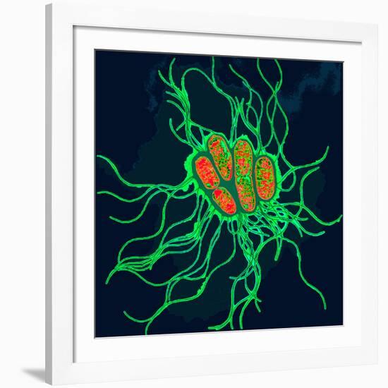 Coloured TEM of Salmonella Bacteria-Dr. Linda Stannard-Framed Photographic Print