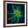 Coloured TEM of Salmonella Bacteria-Dr. Linda Stannard-Framed Photographic Print