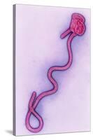 Coloured TEM of the Ebola Virus-A. Dowsett-Stretched Canvas