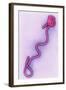 Coloured TEM of the Ebola Virus-A. Dowsett-Framed Premium Photographic Print