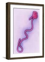 Coloured TEM of the Ebola Virus-A. Dowsett-Framed Photographic Print