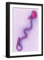 Coloured TEM of the Ebola Virus-A. Dowsett-Framed Photographic Print