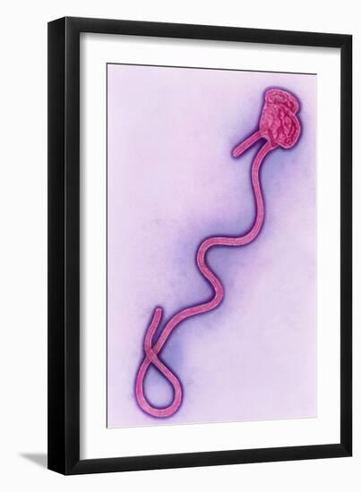 Coloured TEM of the Ebola Virus-A. Dowsett-Framed Photographic Print