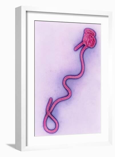 Coloured TEM of the Ebola Virus-A. Dowsett-Framed Photographic Print