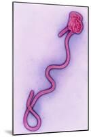 Coloured TEM of the Ebola Virus-A. Dowsett-Mounted Photographic Print