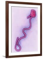 Coloured TEM of the Ebola Virus-A. Dowsett-Framed Photographic Print