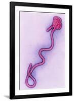 Coloured TEM of the Ebola Virus-A. Dowsett-Framed Photographic Print