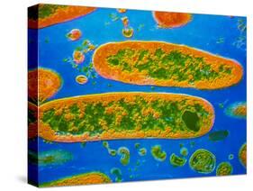 Coloured TEM of Yersinia Pestis Bacteria-null-Stretched Canvas