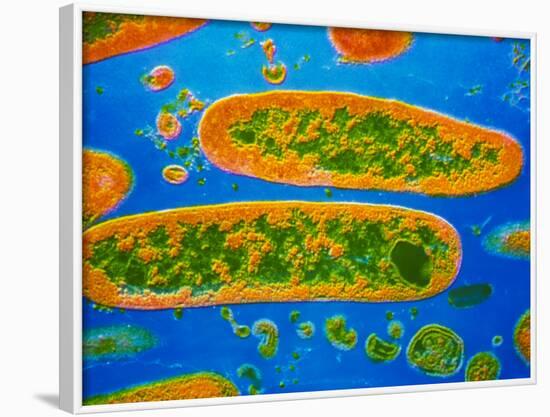 Coloured TEM of Yersinia Pestis Bacteria-null-Framed Photographic Print