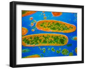 Coloured TEM of Yersinia Pestis Bacteria-null-Framed Photographic Print