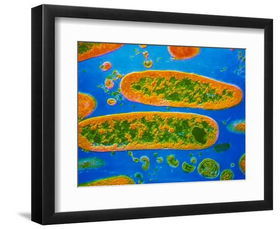 Premium Photographic Print, , large