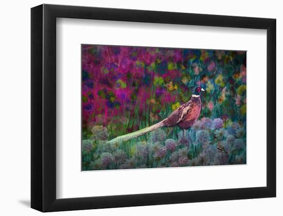 Coloured walk with Pheasant-Claire Westwood-Framed Art Print