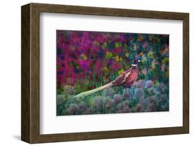 Coloured walk with Pheasant-Claire Westwood-Framed Art Print