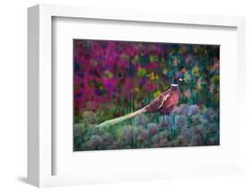 Coloured walk with Pheasant-Claire Westwood-Framed Art Print