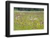 coloured wet meadow with cotton grass and Cirsium-Klaus Scholz-Framed Photographic Print