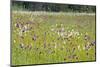 coloured wet meadow with cotton grass and Cirsium-Klaus Scholz-Mounted Photographic Print