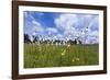 coloured wet meadow with cotton grass-Klaus Scholz-Framed Photographic Print