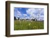 coloured wet meadow with cotton grass-Klaus Scholz-Framed Photographic Print