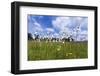 coloured wet meadow with cotton grass-Klaus Scholz-Framed Photographic Print