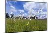 coloured wet meadow with cotton grass-Klaus Scholz-Mounted Photographic Print