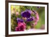 colourful asters in cottage garden-Christine Meder stage-art.de-Framed Photographic Print