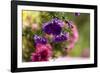 colourful asters in cottage garden-Christine Meder stage-art.de-Framed Photographic Print