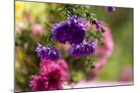 colourful asters in cottage garden-Christine Meder stage-art.de-Mounted Photographic Print