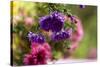 colourful asters in cottage garden-Christine Meder stage-art.de-Stretched Canvas