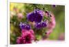 colourful asters in cottage garden-Christine Meder stage-art.de-Framed Photographic Print