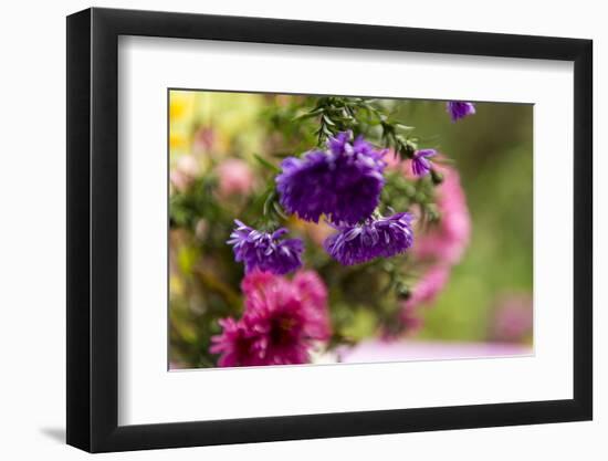 colourful asters in cottage garden-Christine Meder stage-art.de-Framed Photographic Print