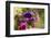 colourful asters in cottage garden-Christine Meder stage-art.de-Framed Photographic Print