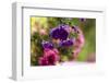 colourful asters in cottage garden-Christine Meder stage-art.de-Framed Photographic Print