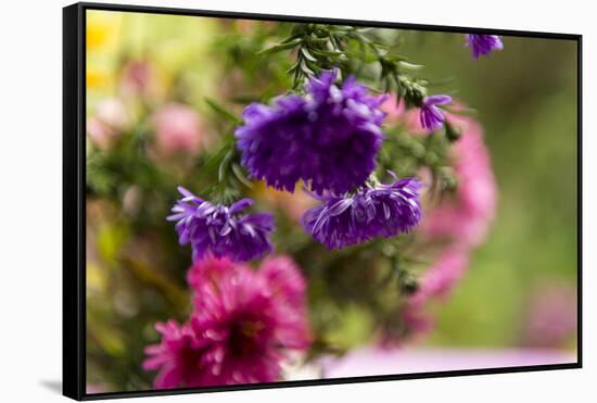 colourful asters in cottage garden-Christine Meder stage-art.de-Framed Stretched Canvas