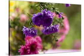 colourful asters in cottage garden-Christine Meder stage-art.de-Stretched Canvas