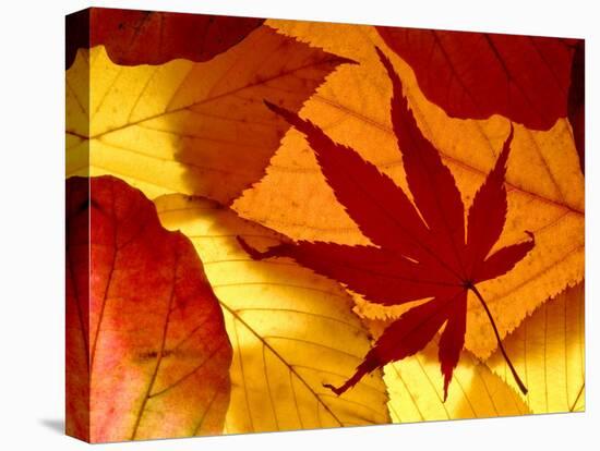 Colourful Autumnal Leaves Backlit, Cornwall, UK-Ross Hoddinott-Stretched Canvas