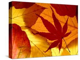 Colourful Autumnal Leaves Backlit, Cornwall, UK-Ross Hoddinott-Stretched Canvas