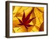 Colourful Autumnal Leaves Backlit, Cornwall, UK-Ross Hoddinott-Framed Photographic Print