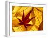 Colourful Autumnal Leaves Backlit, Cornwall, UK-Ross Hoddinott-Framed Photographic Print