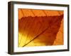 Colourful Autumnal Leaves Backlit, Cornwall, UK-Ross Hoddinott-Framed Photographic Print