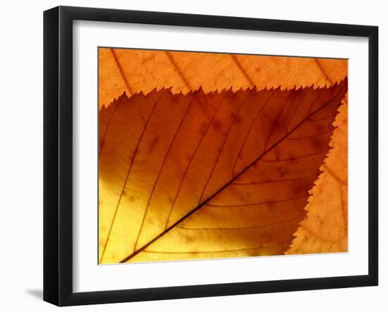 Colourful Autumnal Leaves Backlit, Cornwall, UK-Ross Hoddinott-Framed Photographic Print