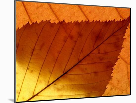 Colourful Autumnal Leaves Backlit, Cornwall, UK-Ross Hoddinott-Mounted Photographic Print