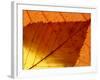 Colourful Autumnal Leaves Backlit, Cornwall, UK-Ross Hoddinott-Framed Photographic Print