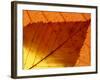 Colourful Autumnal Leaves Backlit, Cornwall, UK-Ross Hoddinott-Framed Photographic Print